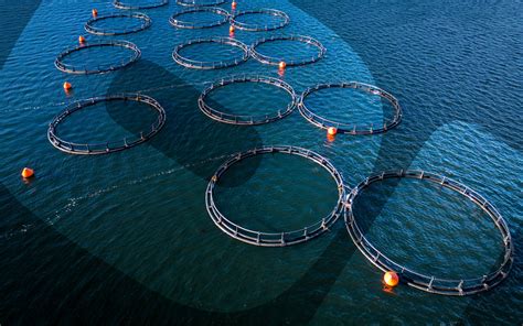 Reef Factories: A New Frontier in Sustainable Aquaculture