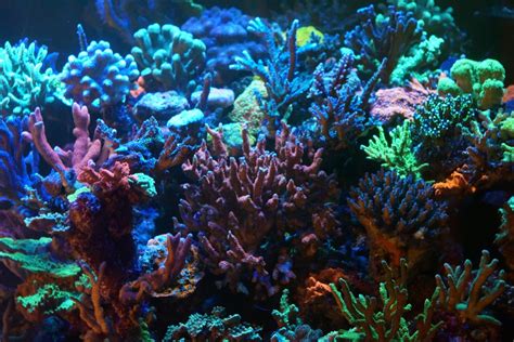 Reef Factory 2025: Empowering Coral Growth and Color