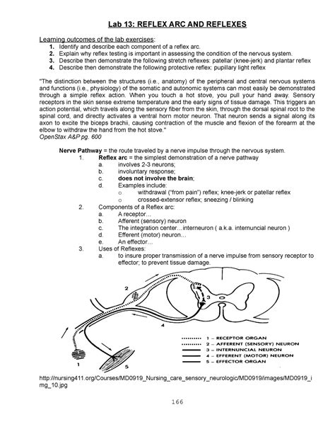 Reflex Arc And Reflexes Lab Answers Kindle Editon