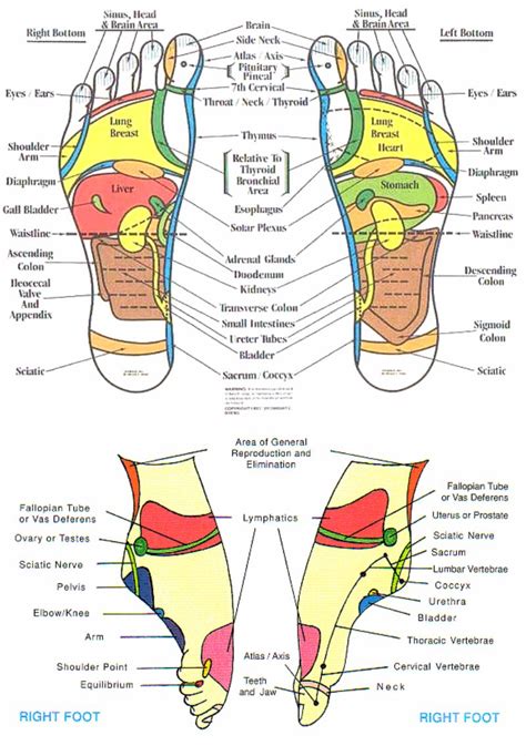 Reflexology Chart Left Foot
