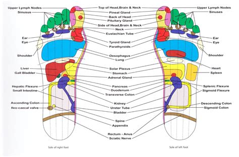 Reflexology Courses Near Me: Discover the Path to Holistic Healing