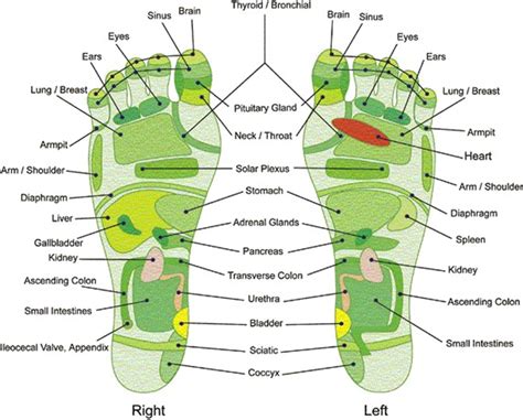 Reflexology Foot Chart Free