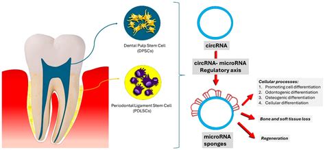 Regenerative Tissue Growth: