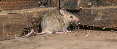 Reggie the Mouse: A Comprehensive Guide to Managing Rodent Infestations