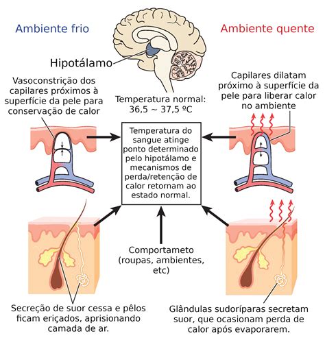 Regulação da temperatura corporal: