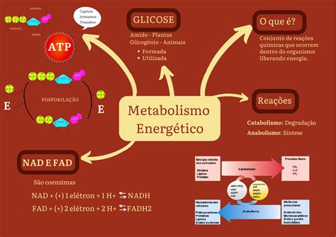 Regulação do metabolismo energético: