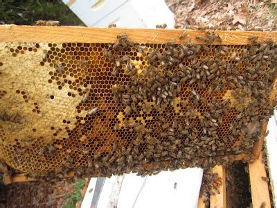 Regular Bee Hives: