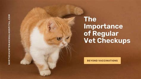 Regular veterinary checkups and vaccinations