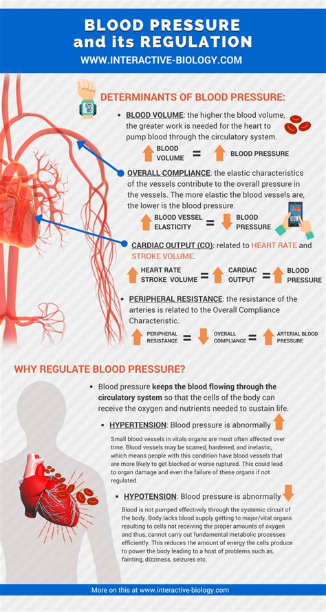 Regulate Blood Pressure: