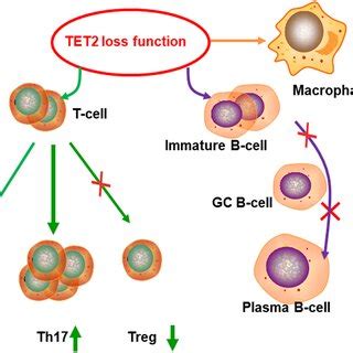 Regulate immune function: