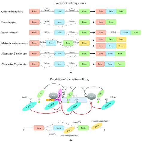 Regulation of Alternative Splicing 1st Edition Epub