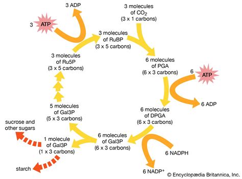 Regulation of Atmospheric CO2 and O2 by Photosynthetic Carbon Metabolism Epub