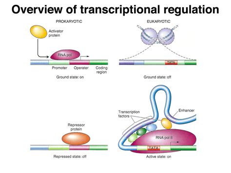 Regulatory Mechanisms in Transcriptional Signaling PDF