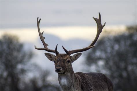 Reindeer Antlers and Fur Coat: