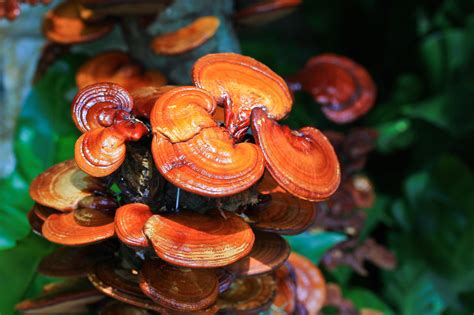 Reishi: