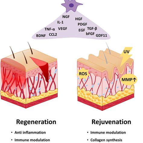 Rejuvenation and Healing: