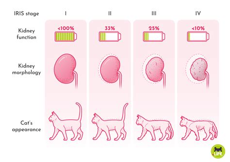 Renal Failure in Cats: 5 Essential Dietary Changes You Can't Ignore