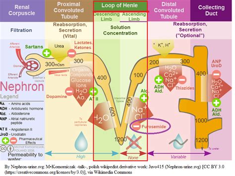 Renal Pharmacology With Answer Doc