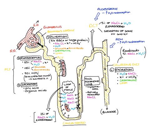 Renal Physiology Epub