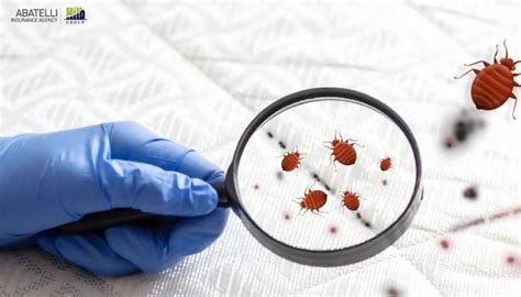 Renters Insurance Bed Bug Coverage: 5 Essential Things You Need to Know