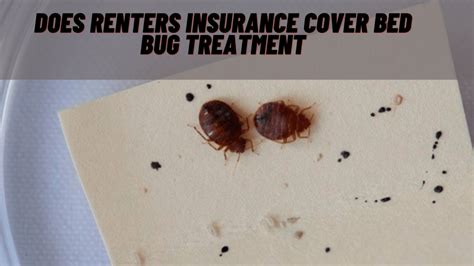 Renters Insurance Bed Bug Coverage: The Ultimate Guide to Protection