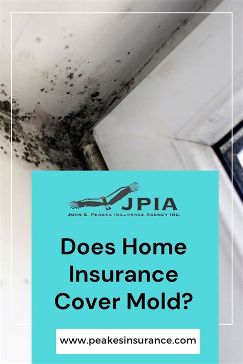 Renters Insurance Cover Mold Damage: 5 Critical Questions Answered