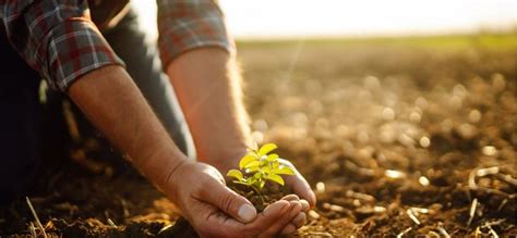 Replenish Fertilizer: A Vital Solution for Sustainable Agriculture