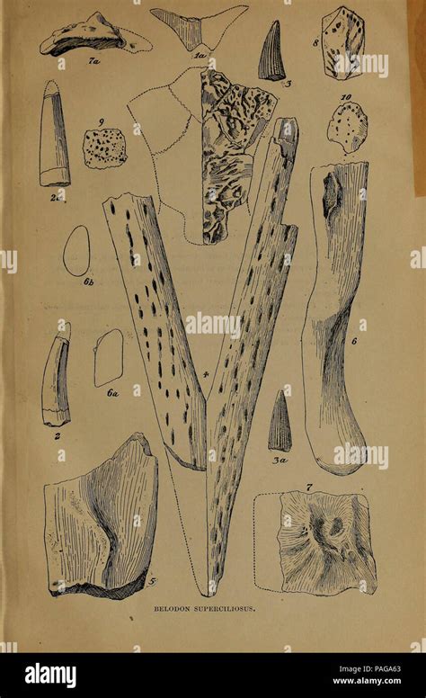 Report on the Vertebrate Paleontology of Colorado Kindle Editon