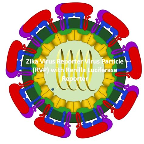 Reporter Virus Particle Catalog