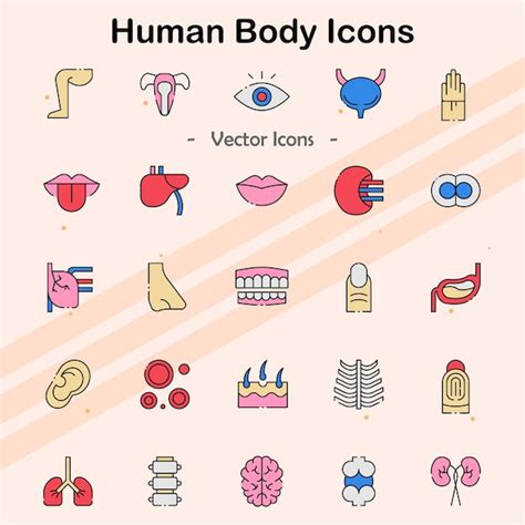 Representing the human body: