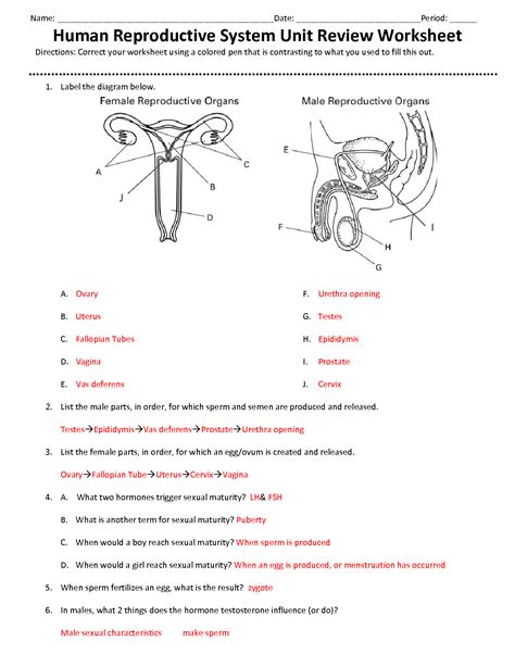 Reproductive System And Human Development Answer Key Doc