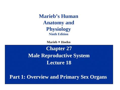 Reproductive System Ninth Edition Marieb Answers Reader