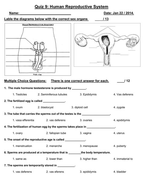 Reproductive System Quiz And Answers Doc