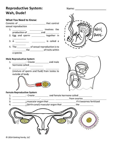 Reproductive Vocabulary Challenge Answers Reader