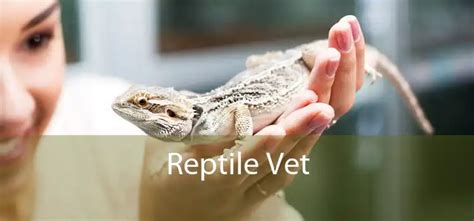 Reptile Veterinarian Near Me: Your Guide to Expert Reptile Care