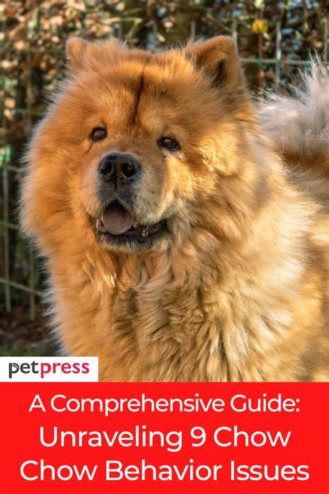 Rescue a Chow Chow: A Comprehensive Guide to Saving a Lion-Hearted Canine