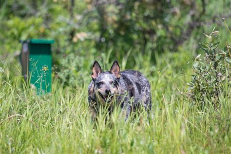 Rescuing Blue Heelers: A Comprehensive Guide for Ethical and Successful Adoptions