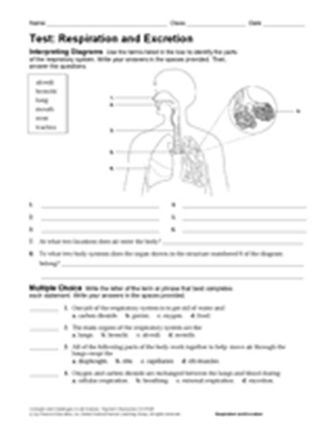 Respiration And Excretion Test Answers Doc