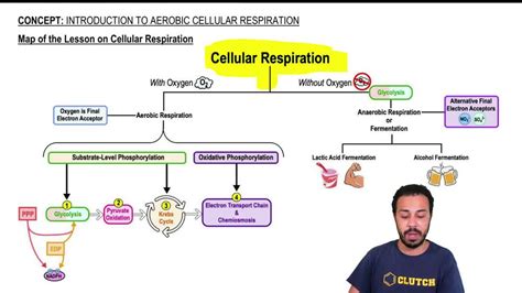 Respiration Circulation And Excretion Concept Mapping Answer Doc