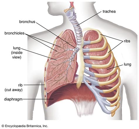 Respiration in Health and Disease Reader