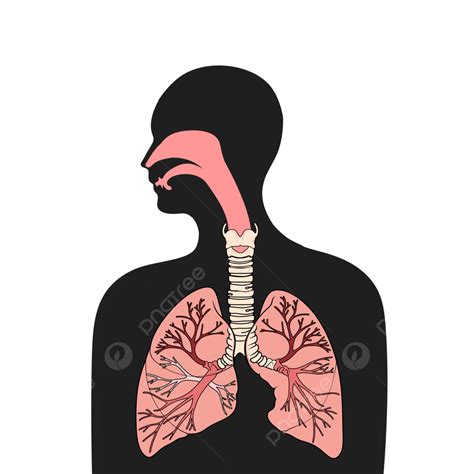 Respiratory: