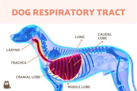 Respiratory Distress in Dogs: A Matter of Life and Breath