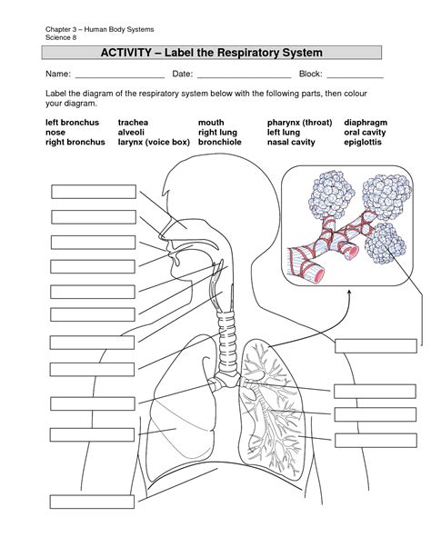 Respiratory Structure Worksheet Answers Doc