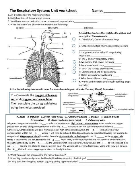 Respiratory System Answer Worksheet Doc