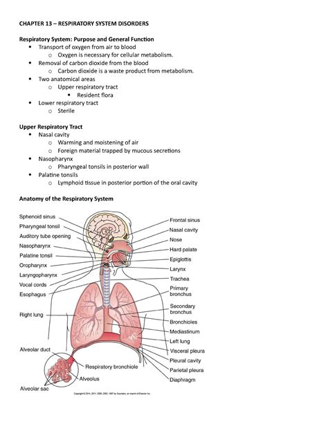 Respiratory System Chapter Test Answers PDF