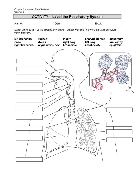 Respiratory System Diagram And Answer Key PDF