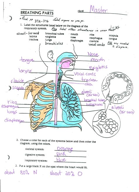 Respiratory System Label Answers Doc