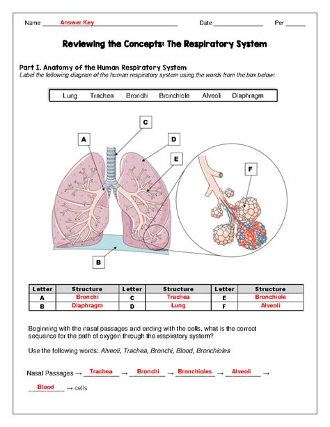 Respiratory System Outline Answer Key Reader