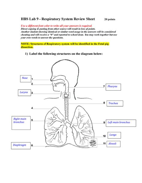 Respiratory System Physiology Lab Answers Reader