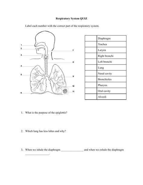 Respiratory System Quiz And Answers Epub